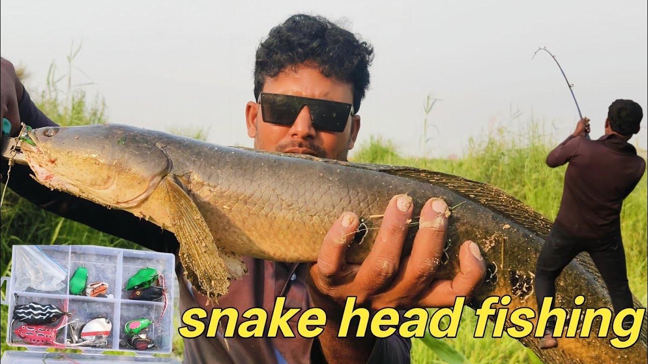 পদ্মা নদীতে লুর ফিশিং || snake head fishing || নদীতে বিগ সাইজ গজার মাছ 
