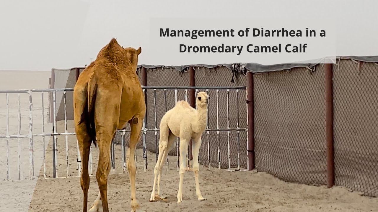 Management of Diarrhea in a Dromedary Camel Calf