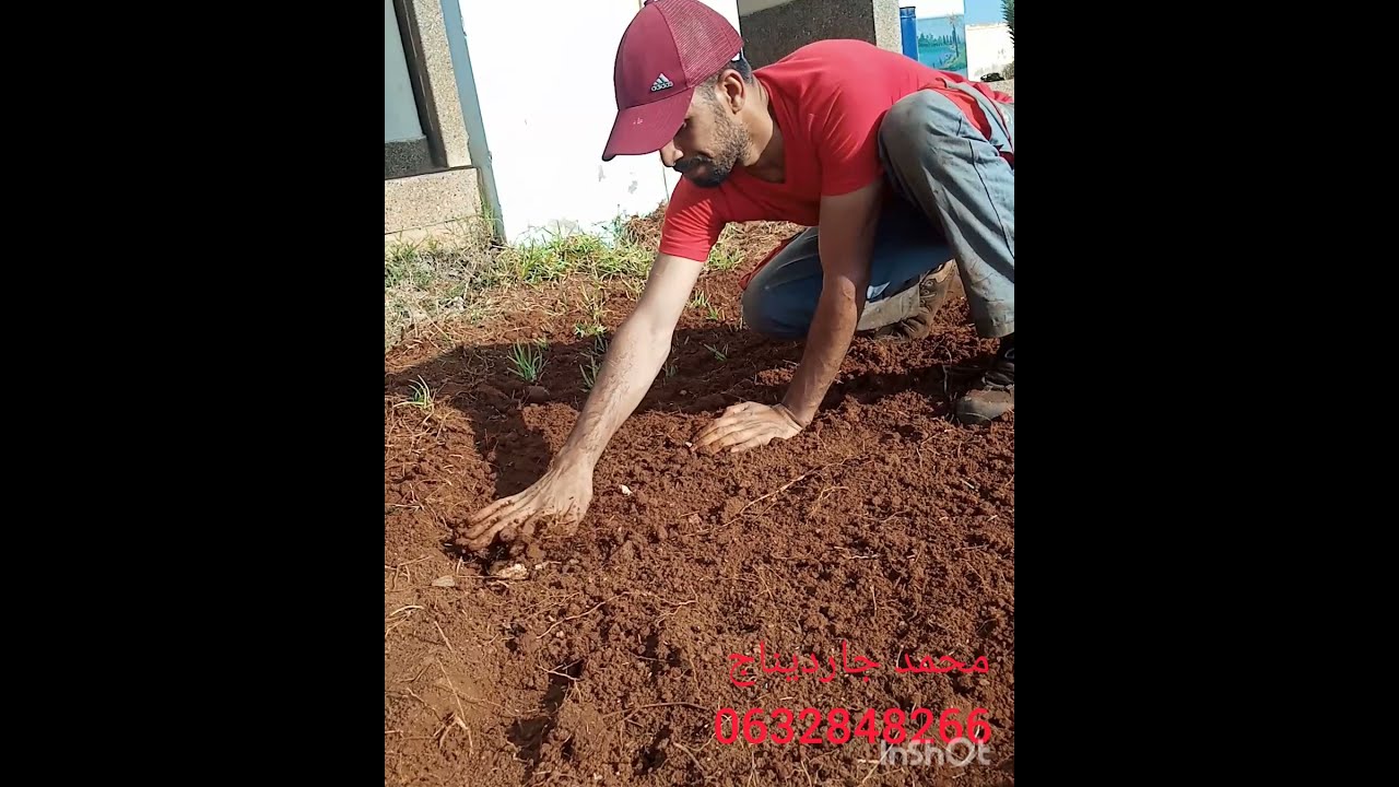 زراعت النجيل أو ما يسمى بي الكازون
