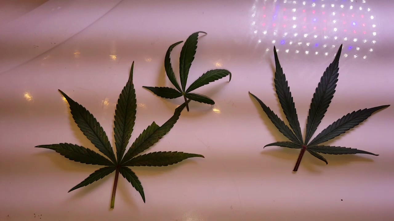 Reconhecendo problemas atrav&eacute;s das folhas, problemas comuns durante a flora&ccedil;&atilde;o