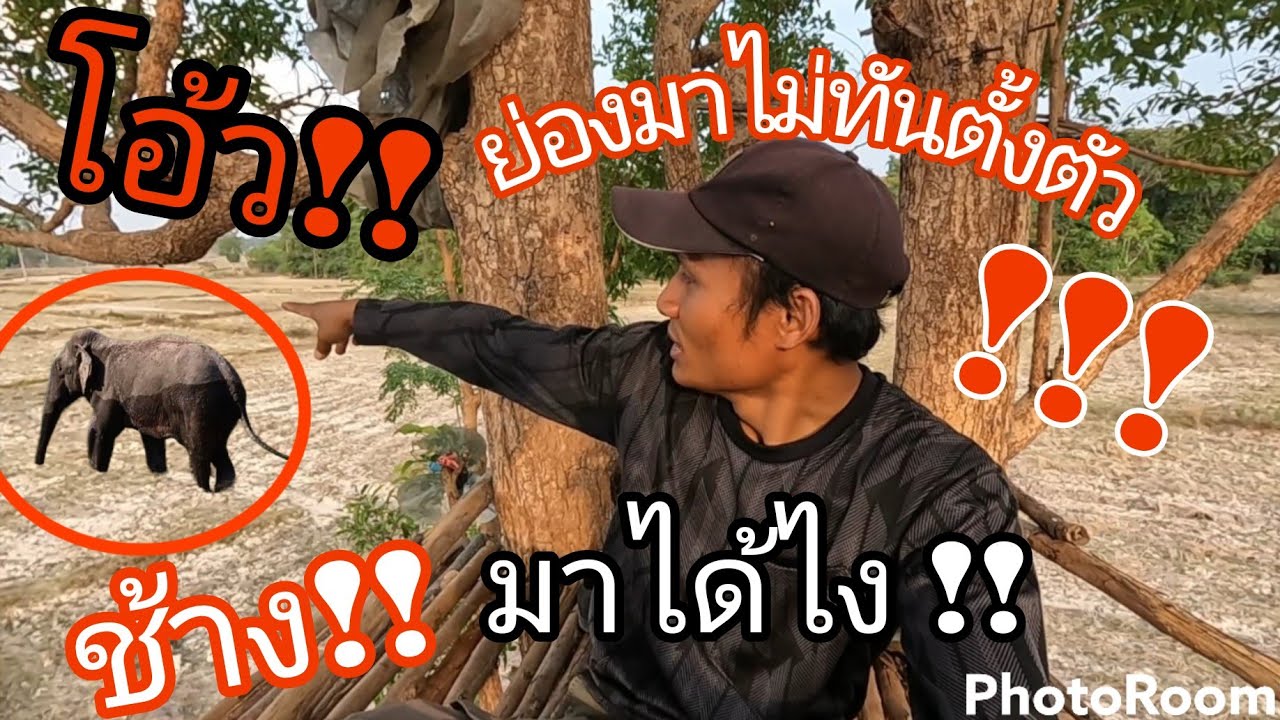 โอ้ว😲ตื่นเต้นมาก⁉️ช้างพ่อใหญ่เดินผ่านใกล้ๆห้าง กลางวันเลย‼️นอนห้างเก่านาดงหนองมะกอก