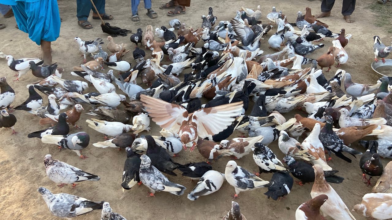Kaka Muqabla600 Zila Multan Zila Dera Ghazi Bhagalpur