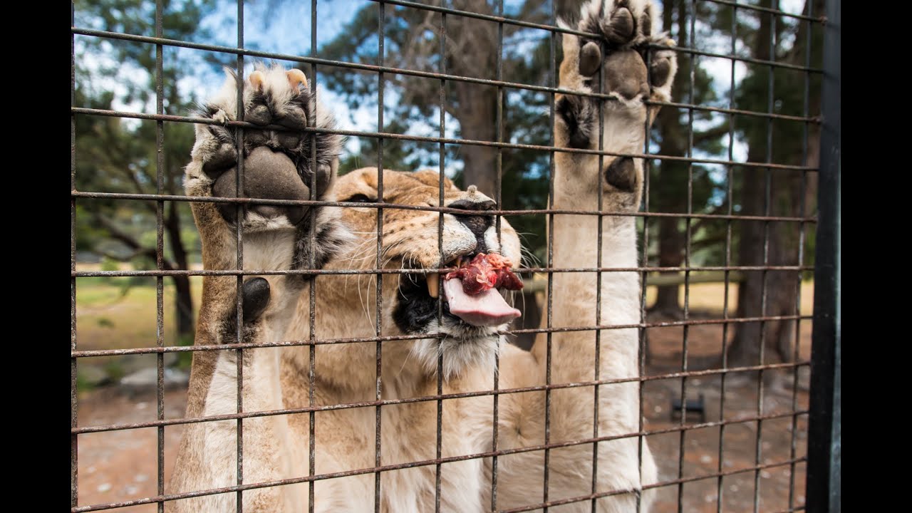 Orana Wildlife Park Lion Experience