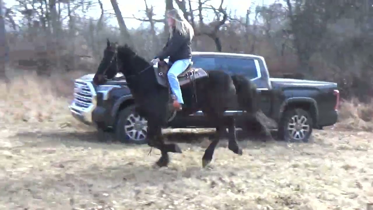 Layla- Gorgeous Gentle Friesian Horse  RIDES/DRIVES