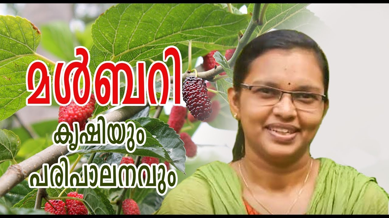#മൾബറി കൃഷിയും പരിപാലനവും #mulberry