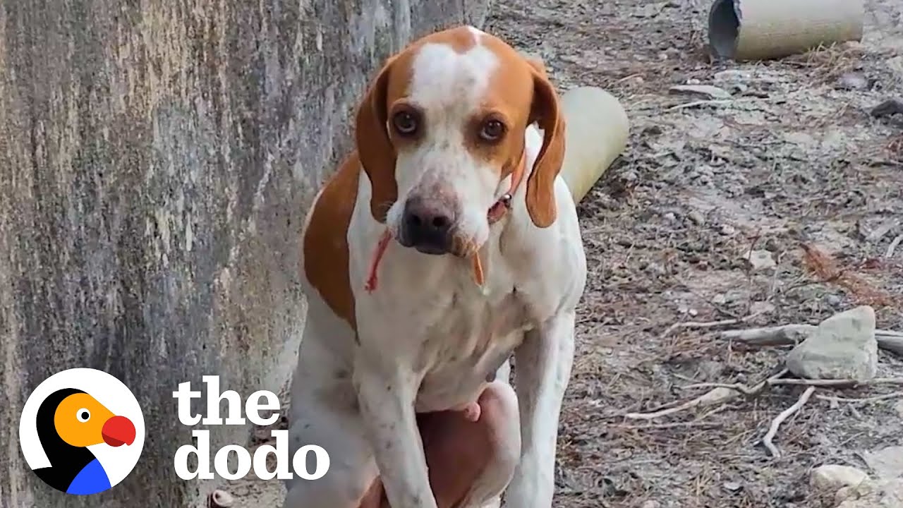 Lost Dog Gets Trapped In Concrete Pit For Days | The Dodo