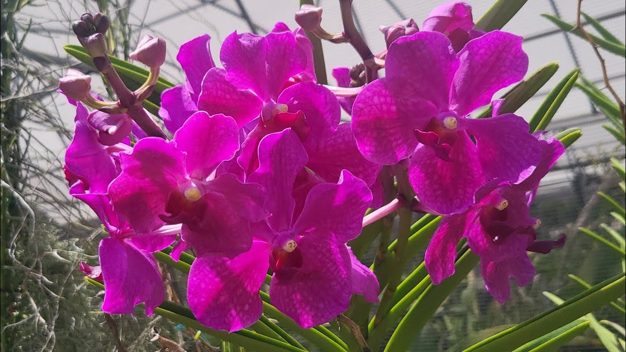 КОЛЛЕКЦИЯ ОРХИДЕЙ В PALMER ORCHIDS, ФЛОРИДА. ВАНДЫ, КАТТЛЕИ И ВСЕ ВСЕ ВСЕ.