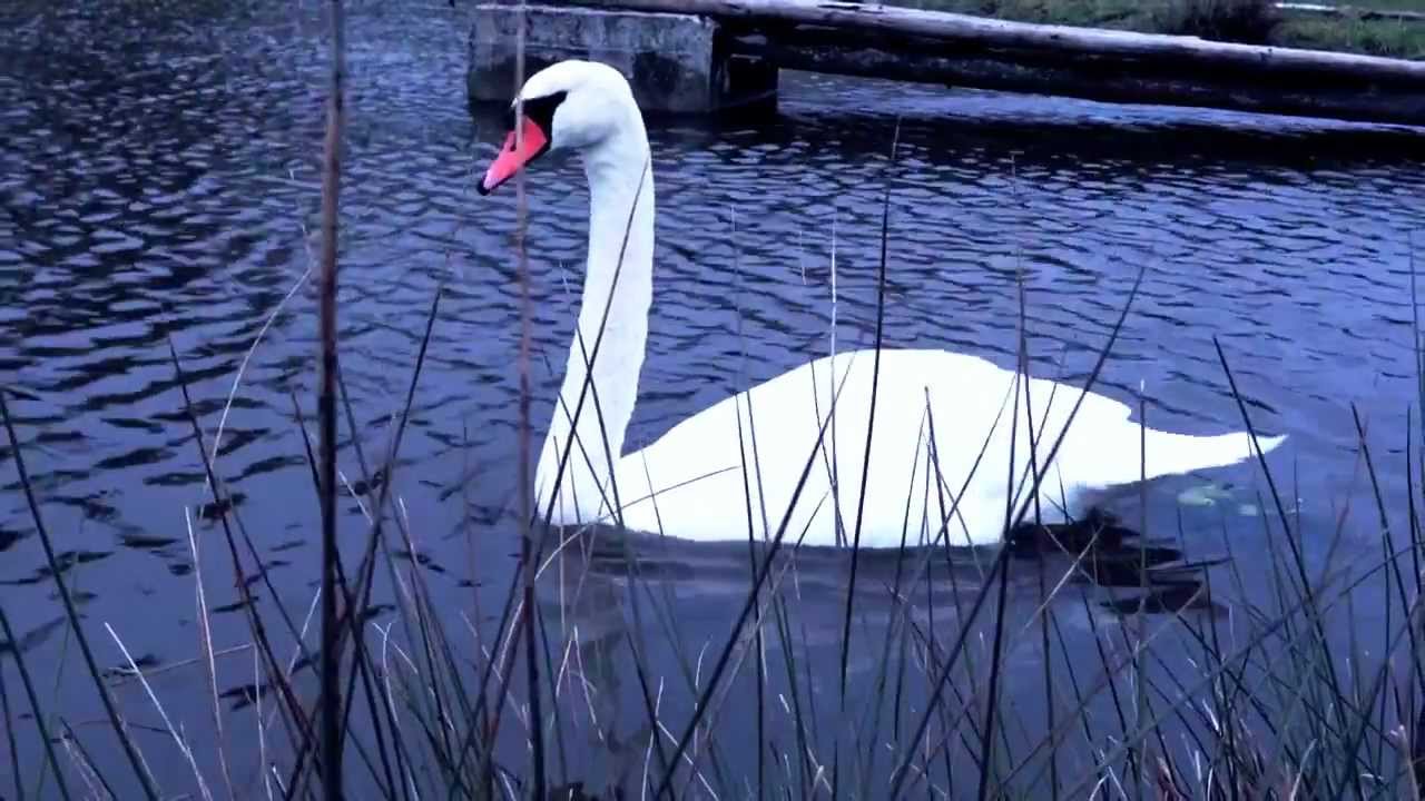 Dirk Maassen - Stella (Valse#1) - (Project Ascolta !)