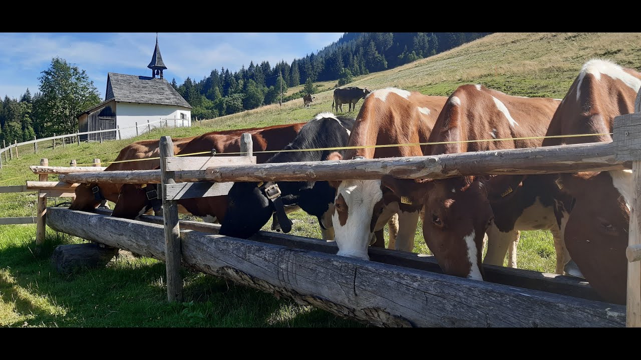 Alpauffahrt Brüedere-Alp 2025