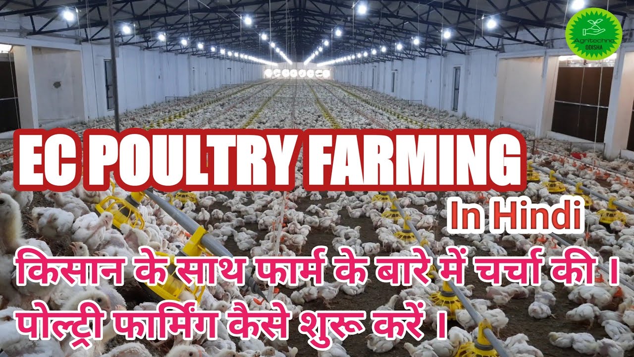 EC Poultry Farming कैसे शुरू करें / Details about EC Poultry Farm/ कितना लाभ हो सकता है । Odisha