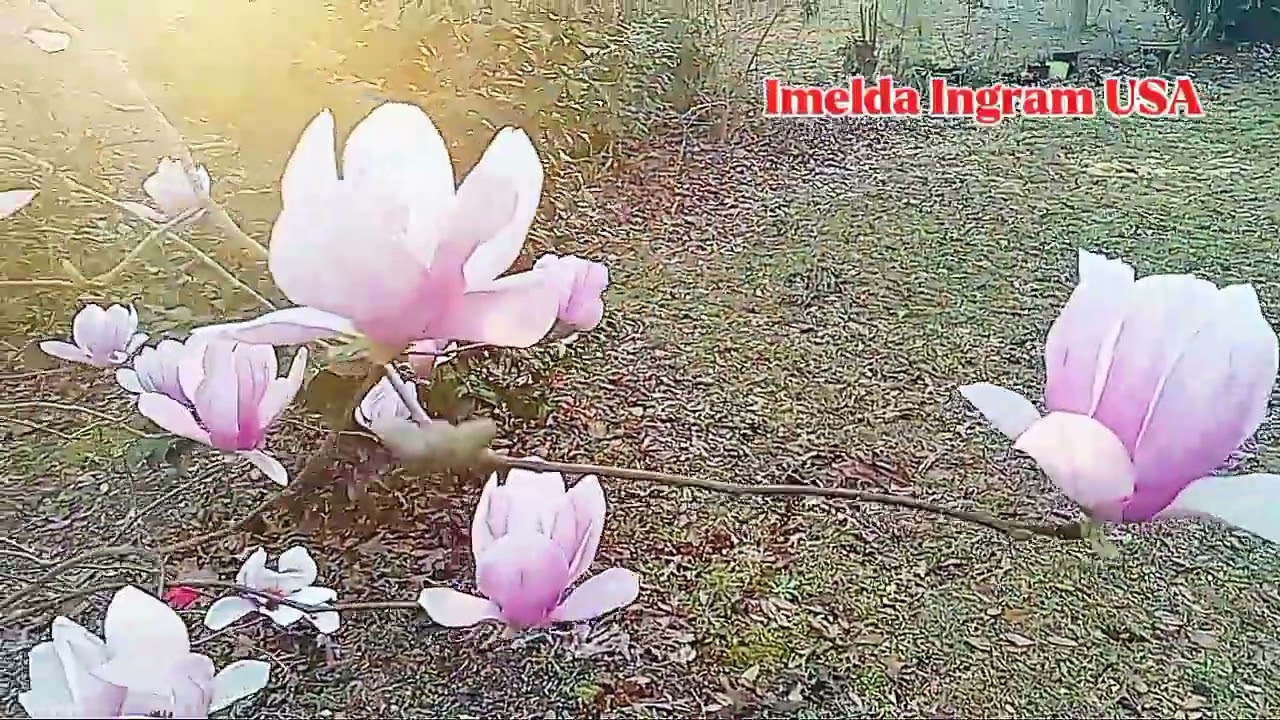Japanese Saucer Magnolia Alexadrina /Imelda Ingram USA