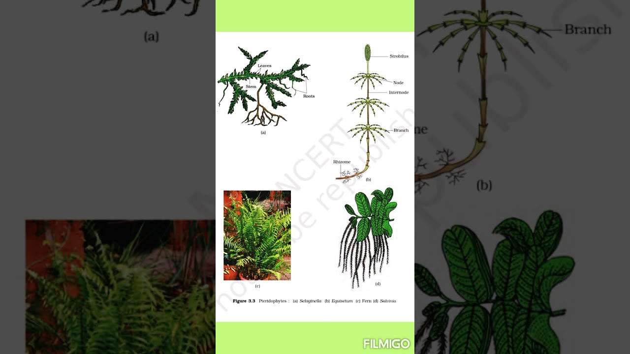 Plant Kingdom important fig. and tables NCERT 