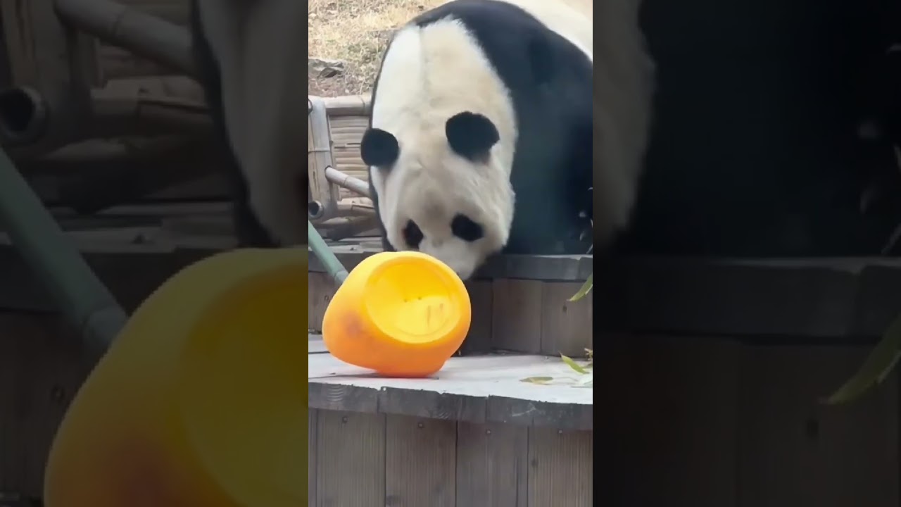 Panda w Chinach #Chiny #zwierzęta #słodkie #śmieszne #śmieszna panda #śmieszny filmik #śmieszne kr&oacute;tkie spodenki #pandachina