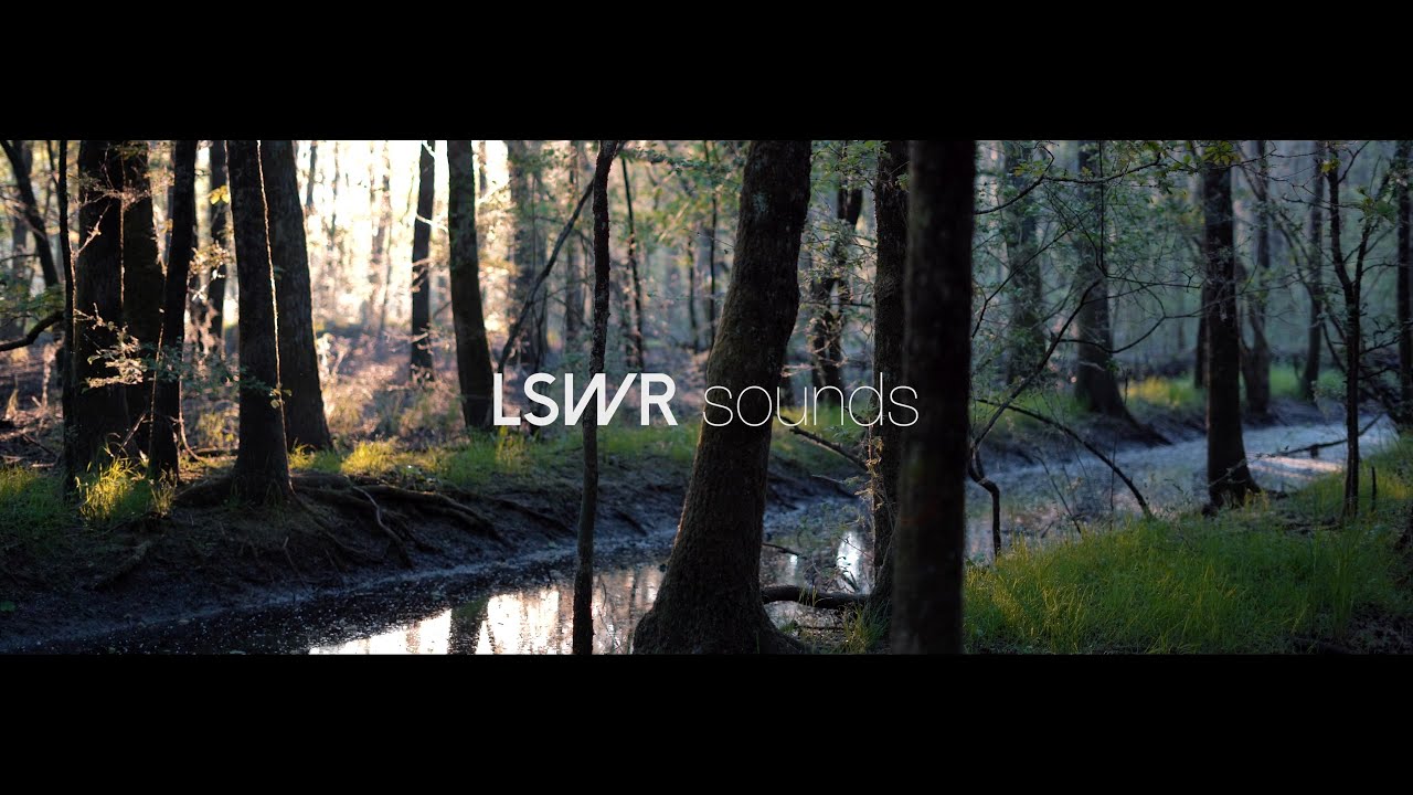 Field Recording #15 - Freshwater Swamp Forest