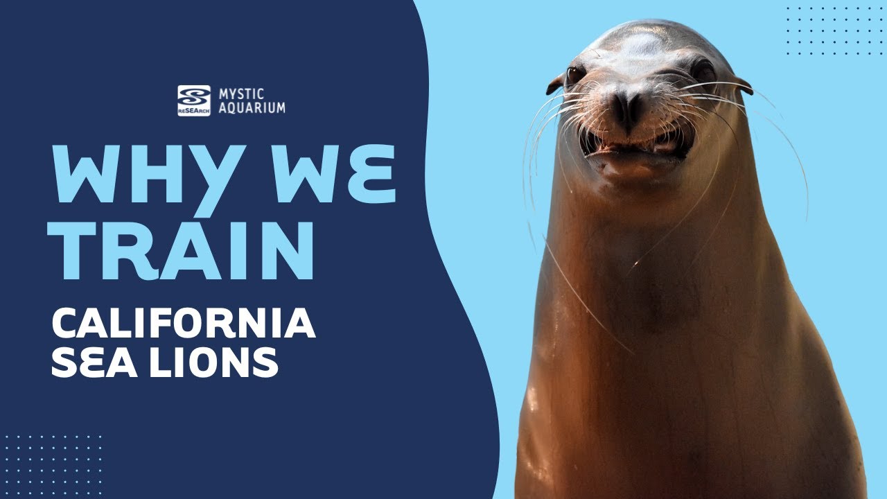 Why We Train - California Sea Lions