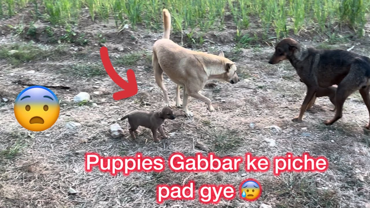 Puppy mere se darne lga 😰 Gabbar ke piche pad gye puppies 🐶😱 Day 26/365 ✅