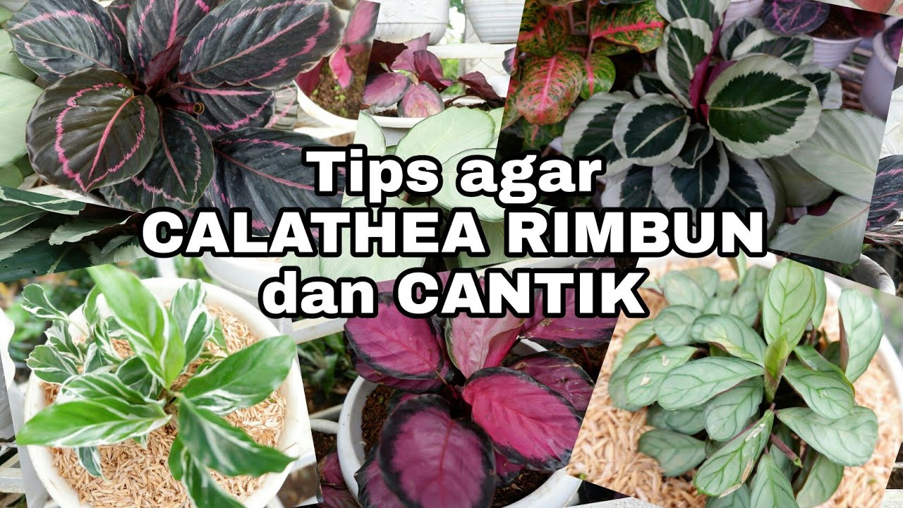 TIPS AGAR CALATHEA RIMBUN DAN CANTIK