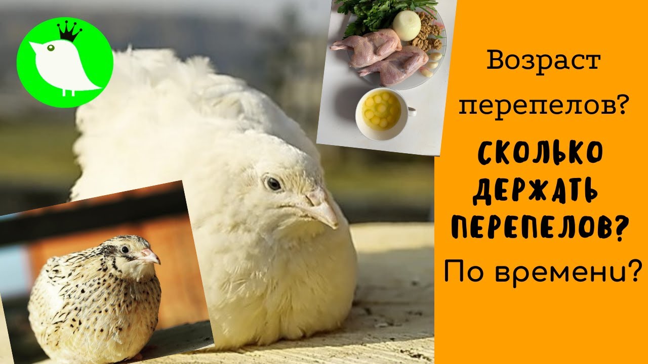 Возраст перепелов. Сколько держать перепелов по времени?