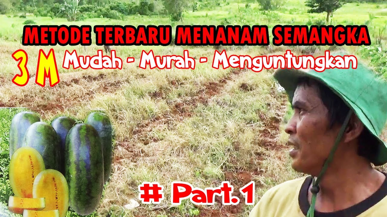 METODE TERBARU  3M ❗❗  Cara Menanam Semangka Inul di Lahan Skala Luas PART 1