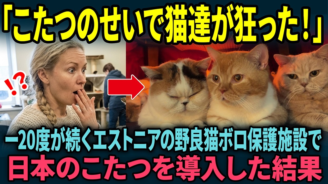 「日本のこたつを置いたら猫たちが狂った」冬になると 20℃にまでなるエストニアの保護猫施設。留学中の日本人がこたつを設置した結果