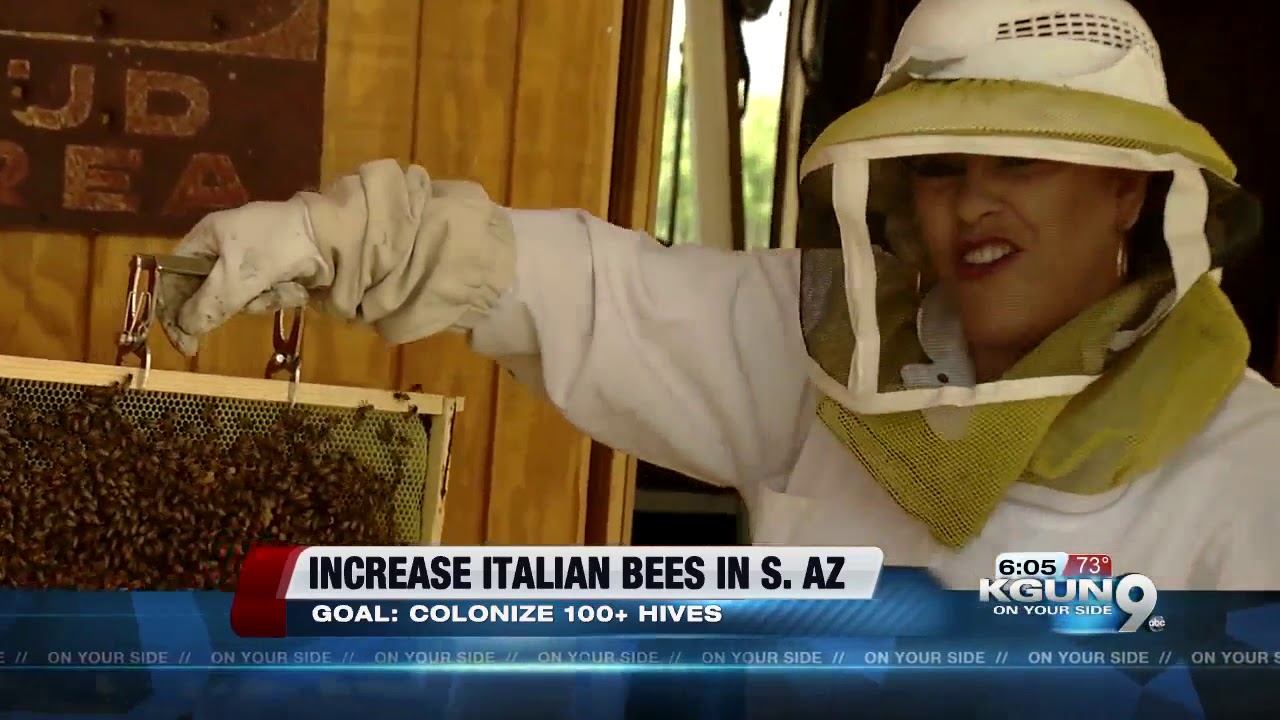 Local Bee Keeper wants to increase Italian Bee population in Southern Arizona