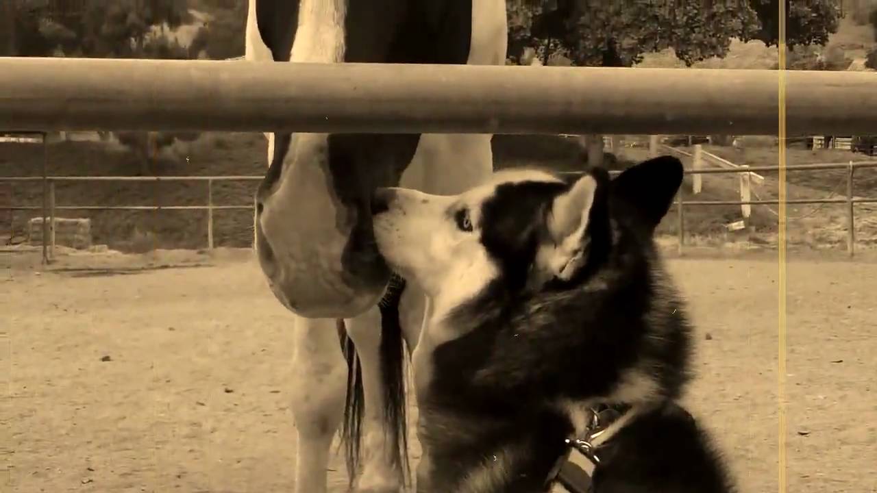 Husky Rescue - Guinness with Horses - Siberian Husky