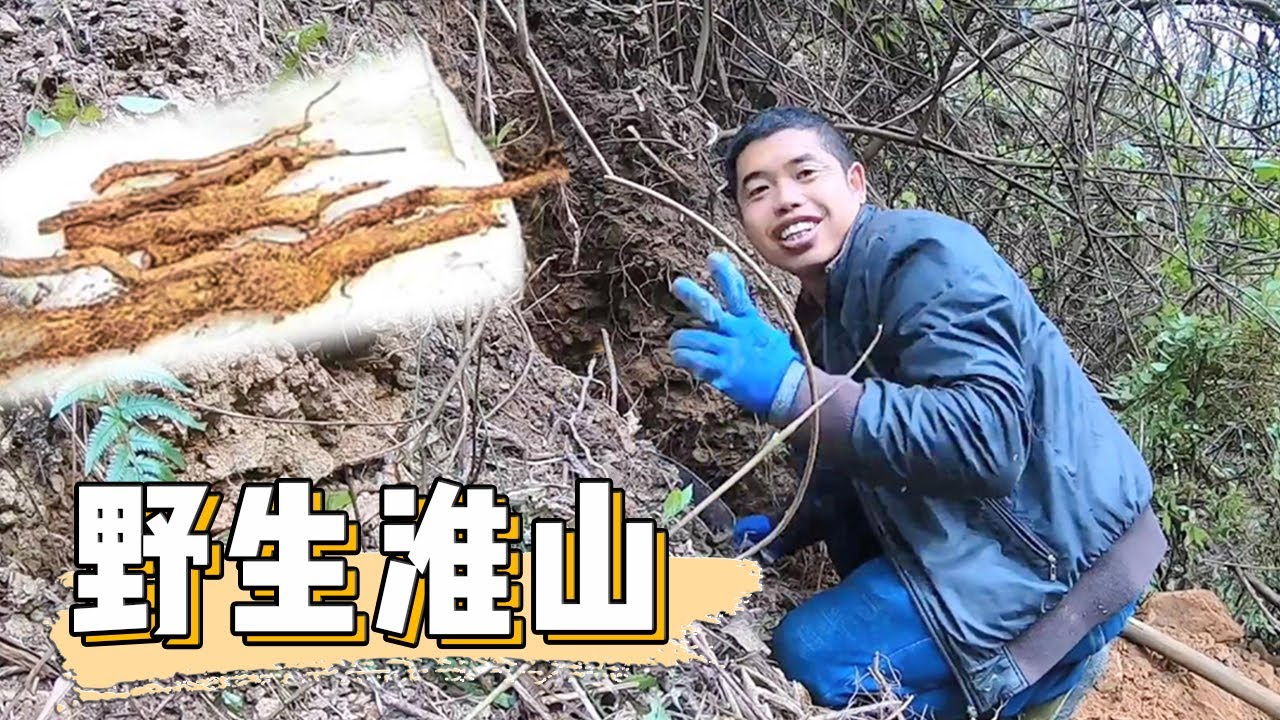 侗家老罗重新出发！今天带大家进山寻淮山，一米长的野生好货真不错！【侗家老罗】