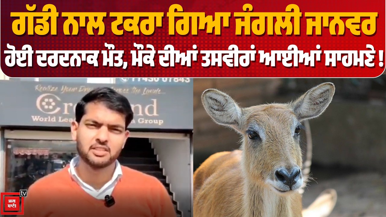 ਗੱਡੀ ਨਾਲ ਟ. ਕਰਾ ਗਿਆ ਜੰ. ਗਲੀ ਜਾਨਵਰ, ਹੋਈ ਦਰਦਨਾਕ ਮੌ. ਤ, ਮੌਕੇ ਦੀਆਂ ਤਸਵੀਰਾਂ ਆਈਆਂ ਸਾਹਮਣੇ !