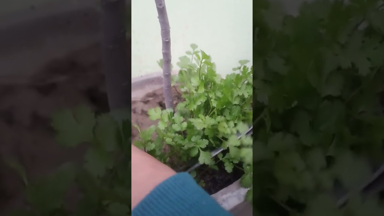 देखिए दोस्तों आज हमने गमले से कितनी सारी धनिया हार्वेस्ट की#garden #organicgardening #viral #shorts 
