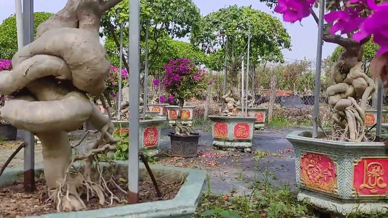 Vườn hoa giấy ghép ngũ sắc l Phôi hoa giấy Mỹ đẹp l Zalo Cẩm Vân o388494703 