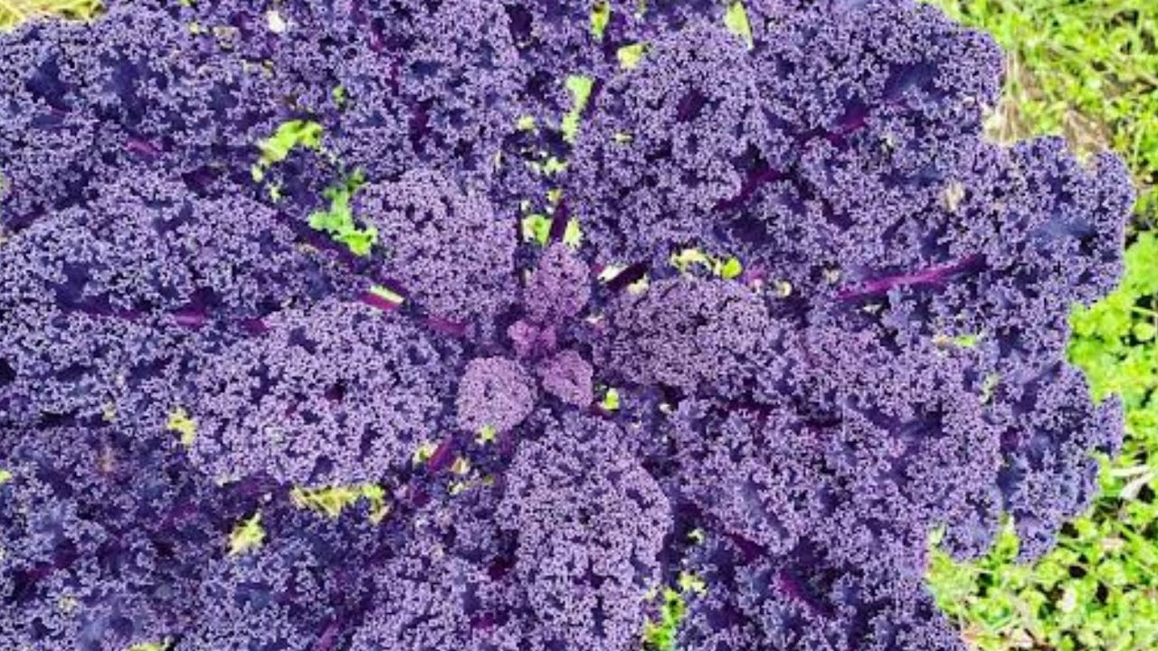 COUVE KALE ROXA - COMO PLANTAR CORRETAMENTE