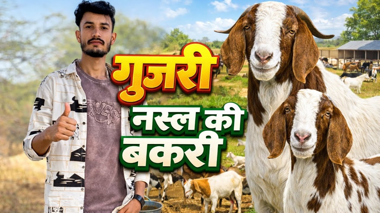 गूजरी नस्ल की बकरी 🐐 1,50000 लाख का बकरा 