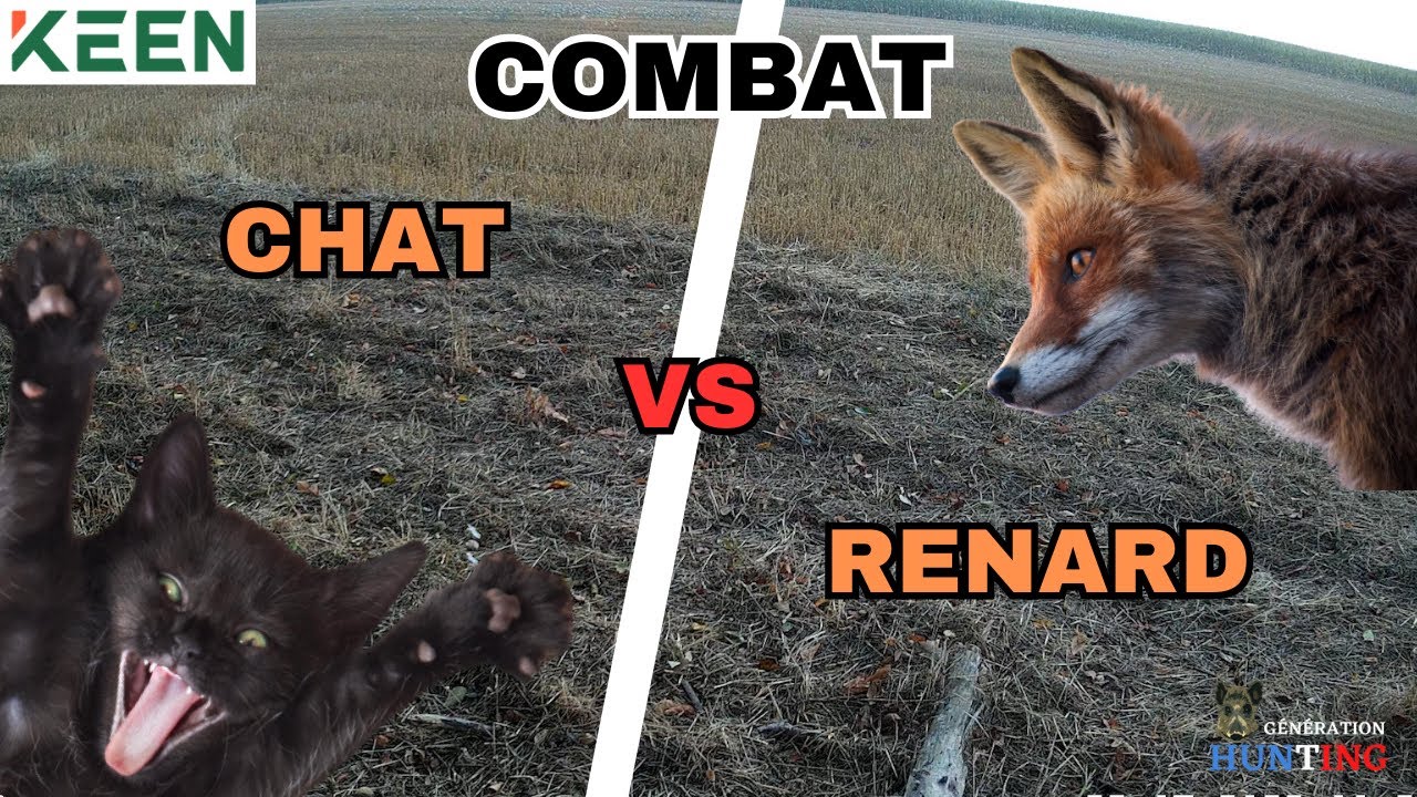 IMAGE EXCEPTIONNELLE COMBAT CHAT VS RENARD                                     Caméra KEEN RANGER PT