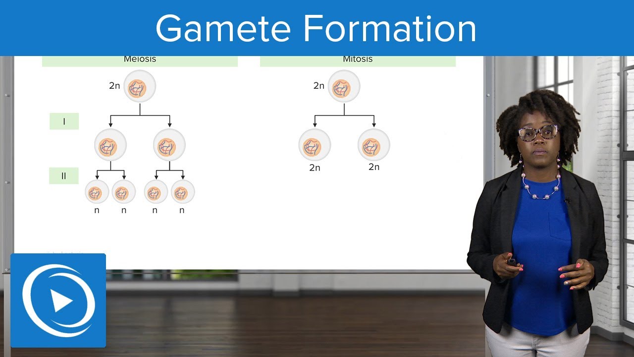 Gamete Formation &ndash; Physiology | Lecturio Nursing