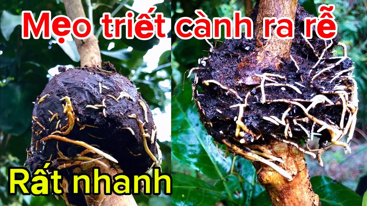 Làm cách này triết cành gì cũng ra rễ rất là nhanh phương pháp mới nhất 