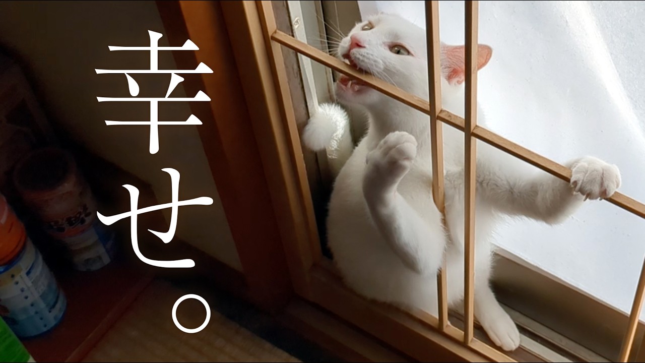 24時間営業の猫。