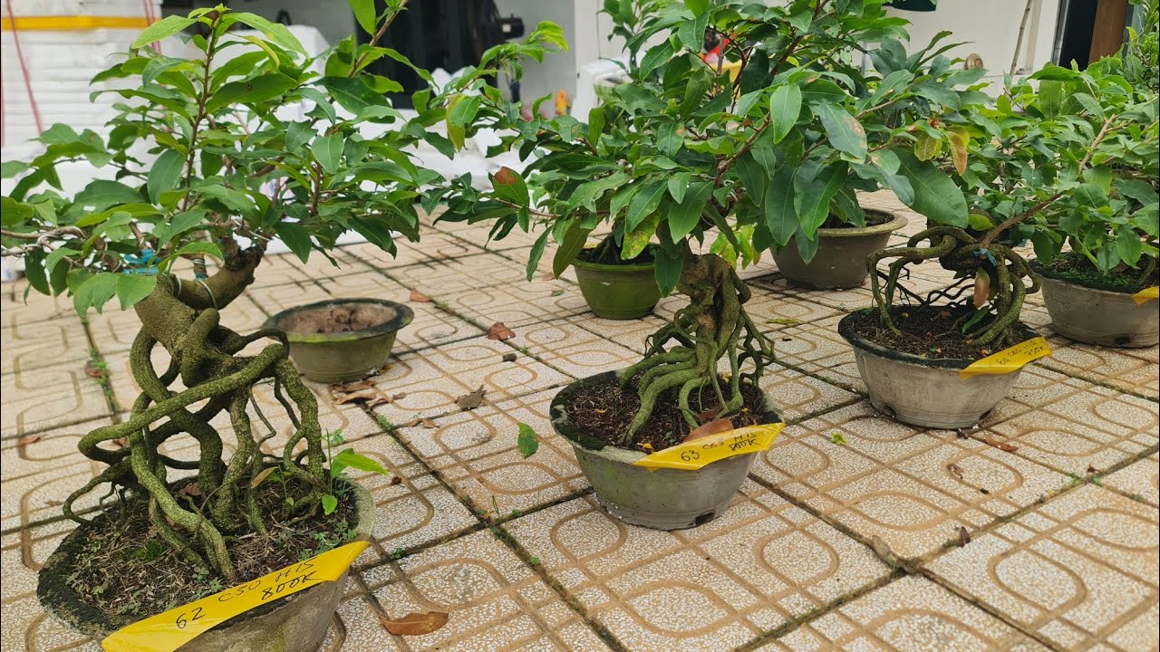 Ng&agrave;y 23/10. 20 M&atilde; Số Mai Bonsai, Combo Mini Chơi Tết.☎&Uacute;t 0353777111
