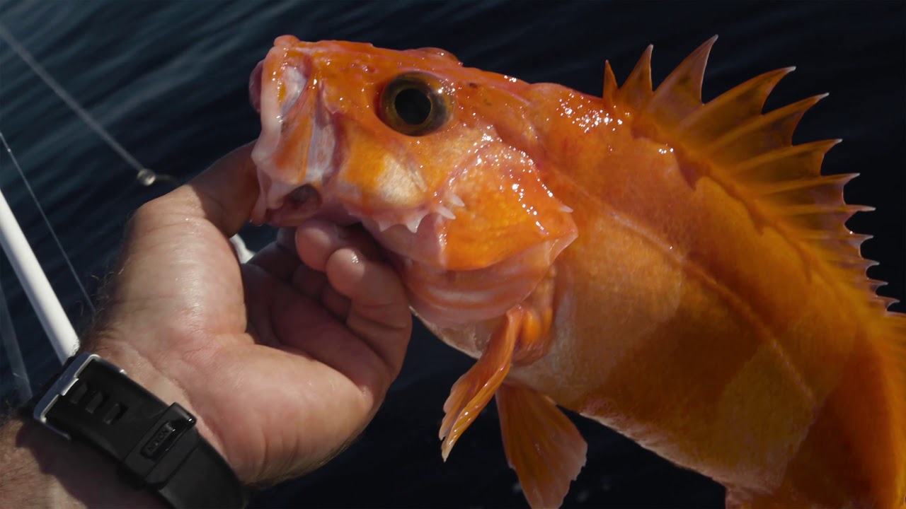 Furuno Fish Finder Sounder For Rockfish