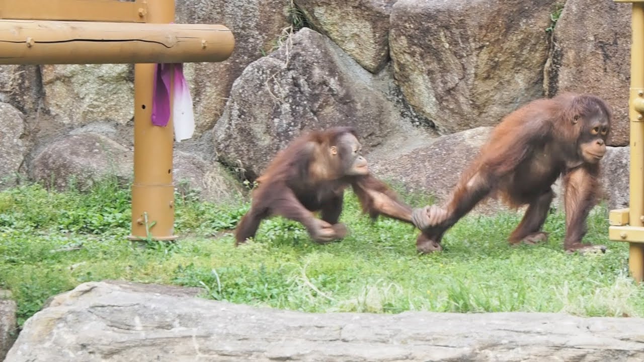 優しい養母のジュリーさん53歳・オランウータン