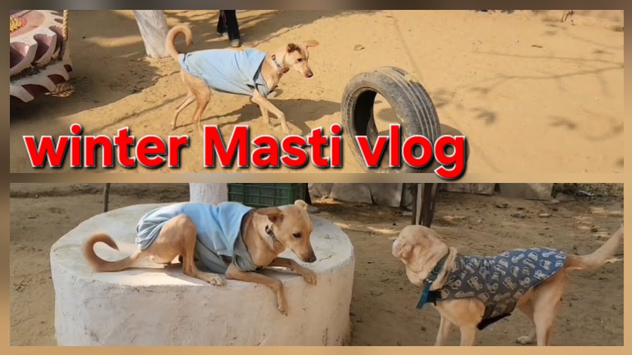 Dogs playing: Episode 51 dog winter video boarding vlogs 