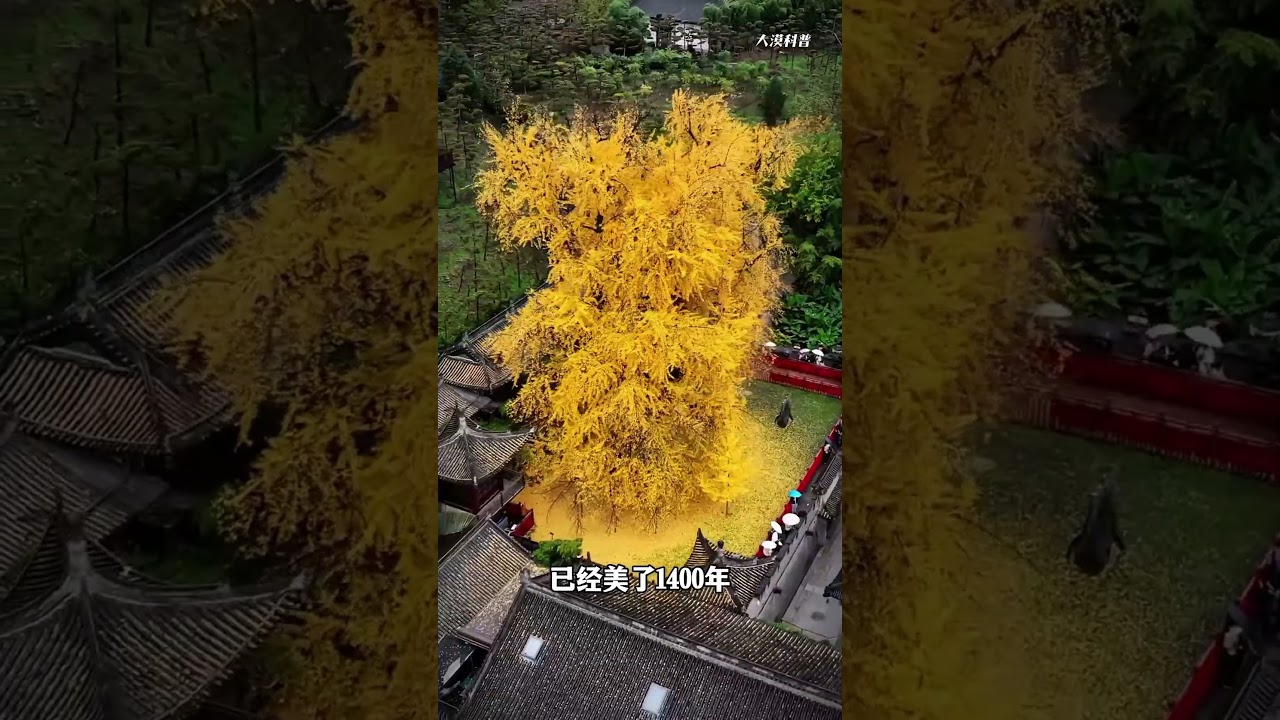科普14种不能砍伐的珍稀树种，堪称植物界大能猫，你知道哪几种?#濒危树种 #认识野生保护植物 #珍稀植物 #植物科普  #内容启发搜索