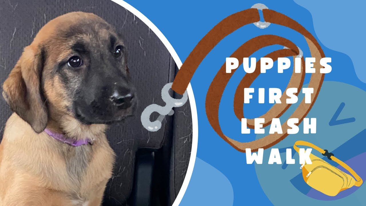 10-недельная дрессировка щенка на поводке #awakenedk9 #дрессировкащенка #преображениесобаки #днев...