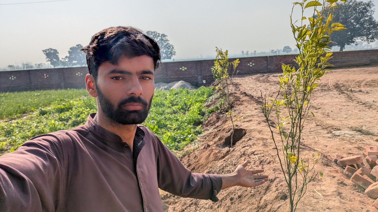 Haveli Main new paudhe Laga Diya🌴🍊🍋