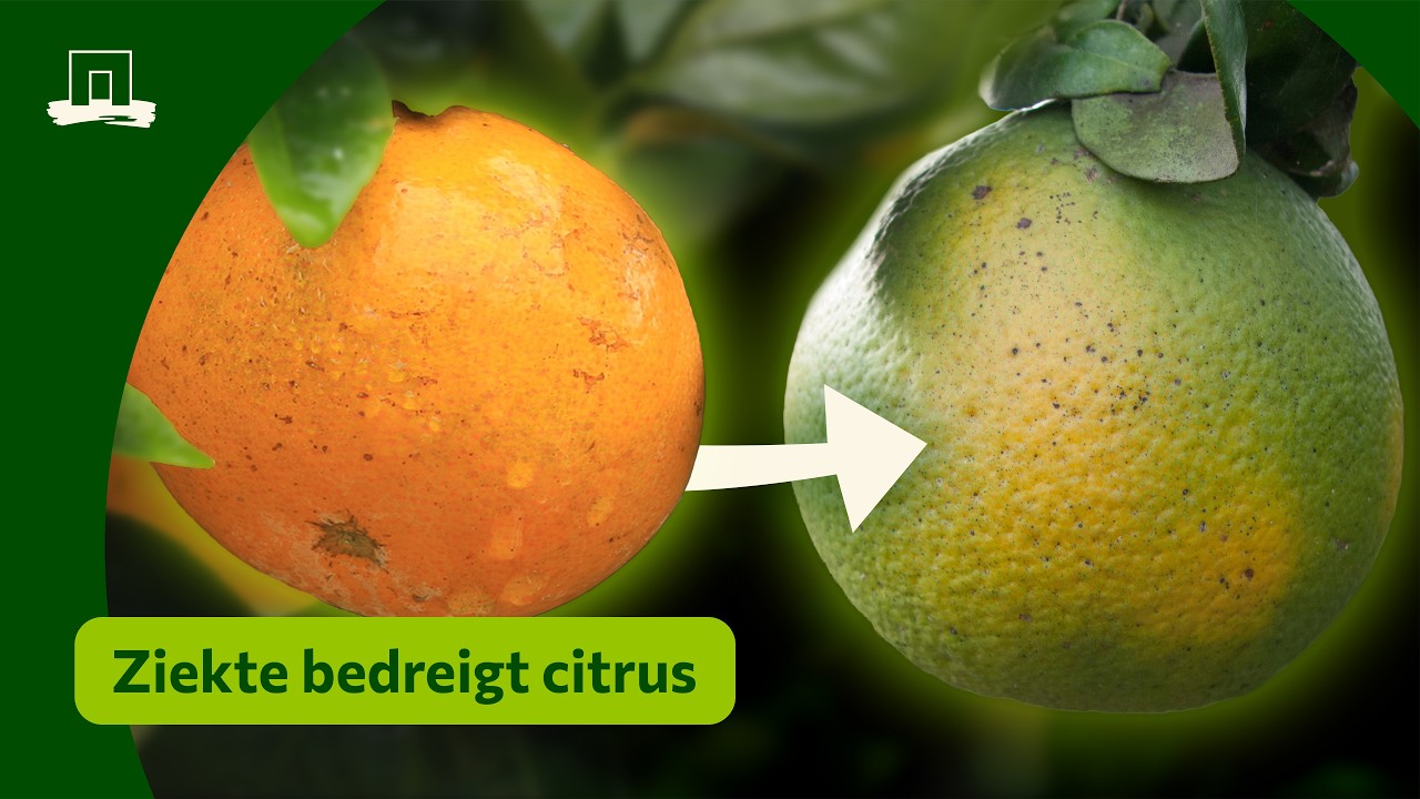 Hoelang drinken we nog sinaasappelsap?