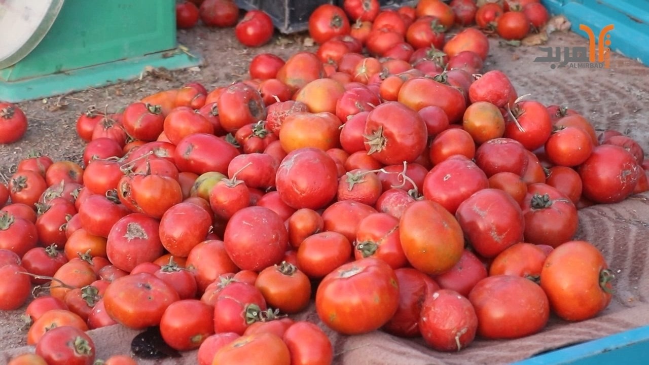 البصرة.. ارتفاع سعر 
