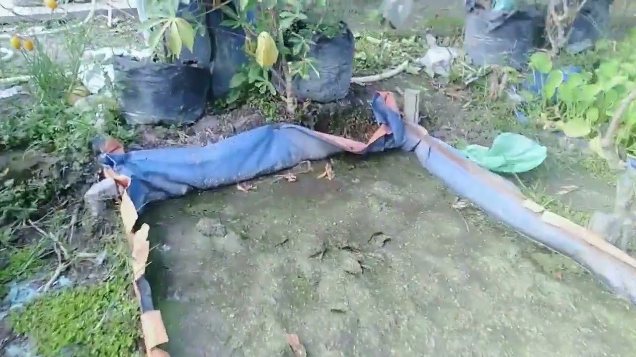 yg di kira tanam sekali dan tidak di ganti