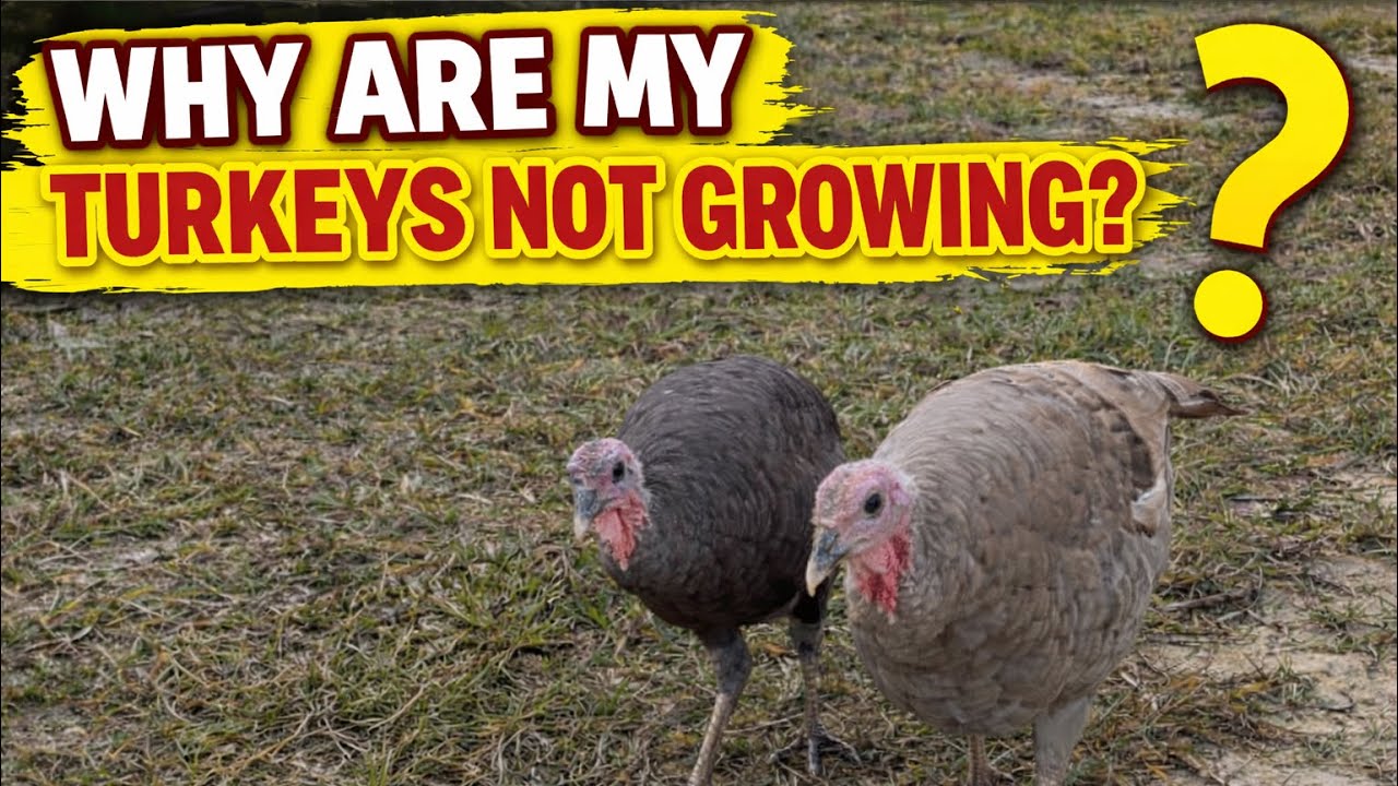 Why Aren’t My Turkeys Growing Like They Should?