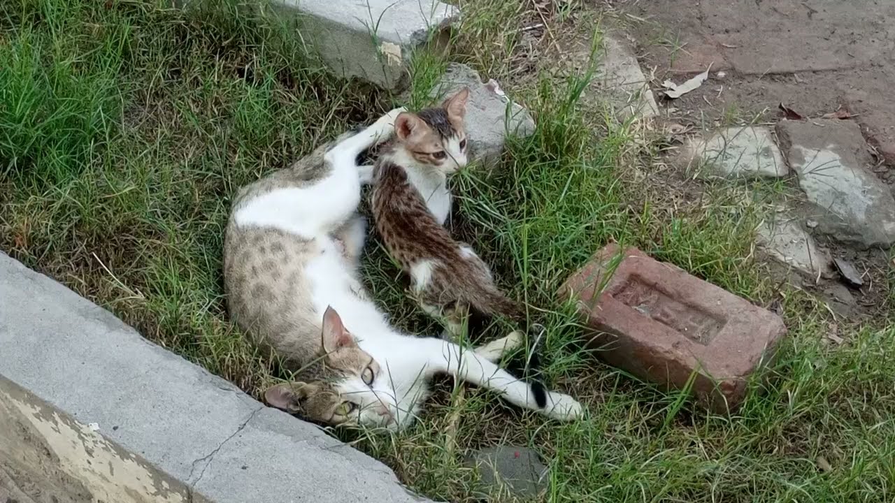 KITTEN CHAOS in the VILLAGE! Funny Moments with Our Little Furry TroubleMAKER_ 🌾🇵🇰