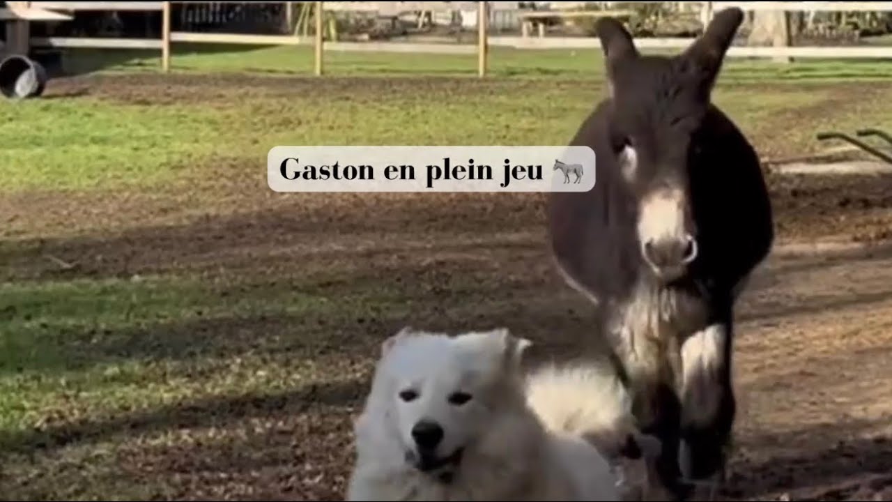 Quand Gaston s’emballe : nos ânes et les chiens en plein jeu 🫏🐶