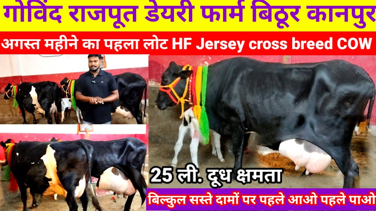 Govind Rajput Dairy Farm Kanpur Bithoor | 16 से 25 ली. दूध क्षमता वाली गाय | Cross Breed Cow 